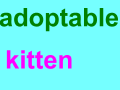 Adoptable kitten (READ DESCRIPTION)