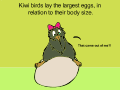 Kiwi Fact