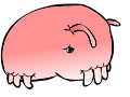 SEA PIG