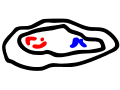 MITOSIS+MEIOSIS