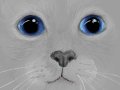 kitten