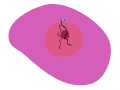 Simple Animal Cell Mitosis