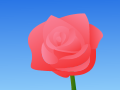 pink rose