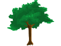 Deciduous Tree