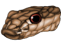 Snake head